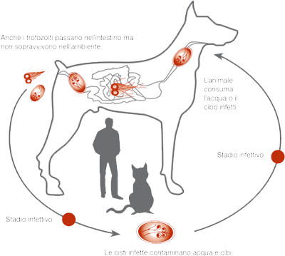 Giardia nel gatto sintomi - Giardia intestinalis (lamblia)